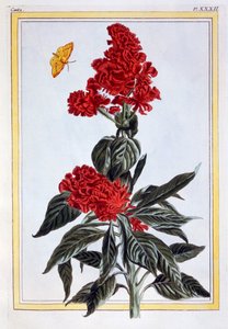 さまざまなアマランサス、1766年頃（手描きの彫刻）